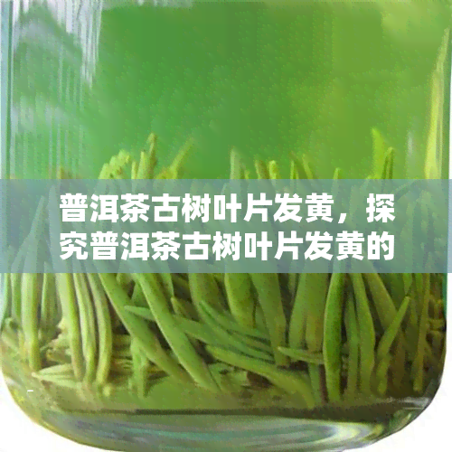 普洱茶古树叶片发黄，探究普洱茶古树叶片发黄的原因及解决方法