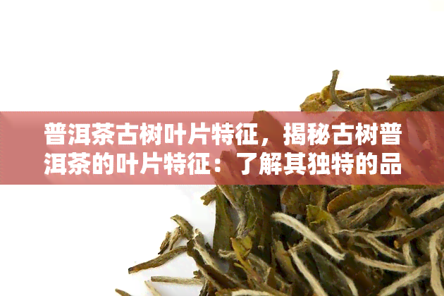 普洱茶古树叶片特征，揭秘古树普洱茶的叶片特征：了解其独特的品质和口感