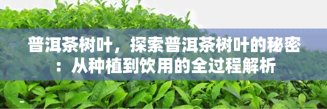 普洱茶树叶，探索普洱茶树叶的秘密：从种植到饮用的全过程解析