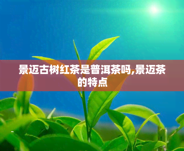 景迈古树红茶是普洱茶吗,景迈茶的特点