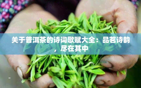 关于普洱茶的诗词歌赋大全：品茗诗韵，尽在其中