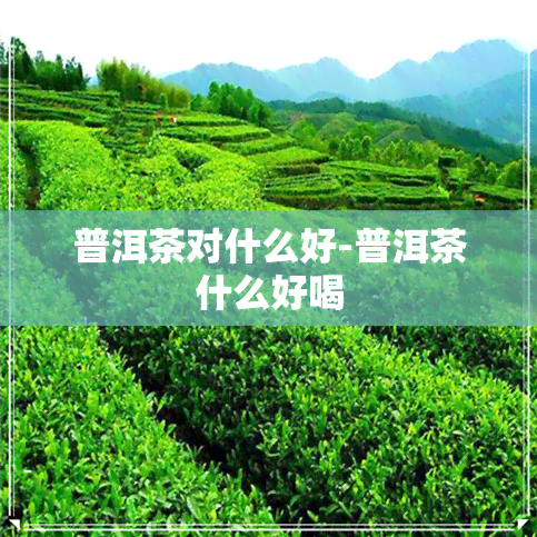 普洱茶对什么好-普洱茶什么好喝