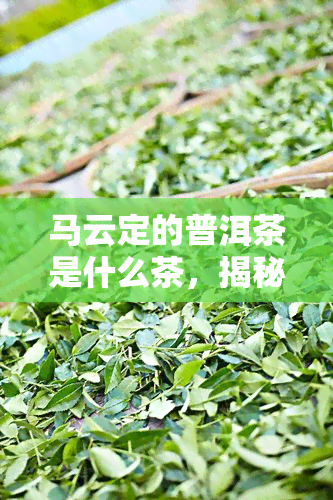 马云定的普洱茶是什么茶，揭秘马云爱的普洱茶：它到底是一种什么茶？