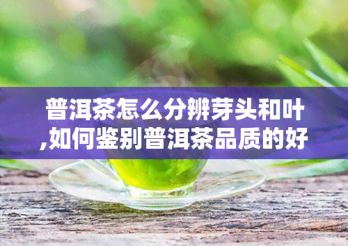 普洱茶怎么分辨芽头和叶,如何鉴别普洱茶品质的好坏