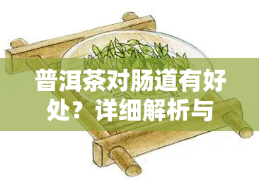 普洱茶对肠道有好处？详细解析与科学证据