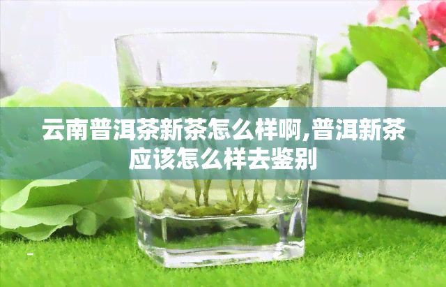 云南普洱茶新茶怎么样啊,普洱新茶应该怎么样去鉴别