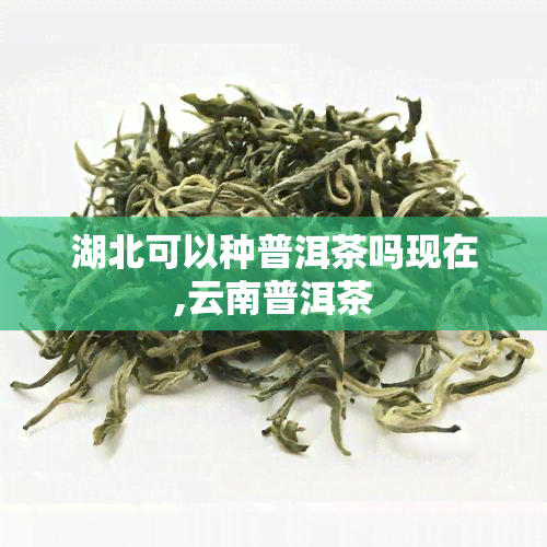 湖北可以种普洱茶吗现在,云南普洱茶