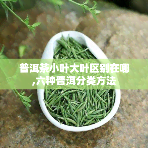 普洱茶小叶大叶区别在哪,六种普洱分类方法