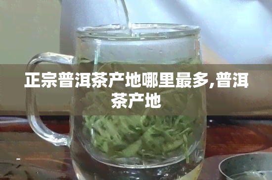 正宗普洱茶产地哪里最多,普洱茶产地