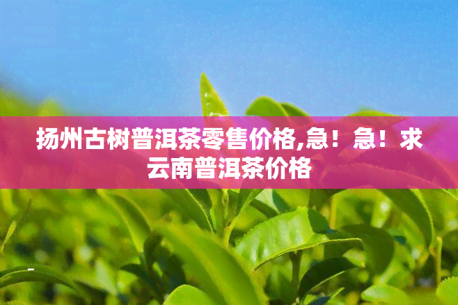 扬州古树普洱茶零售价格,急！急！求云南普洱茶价格