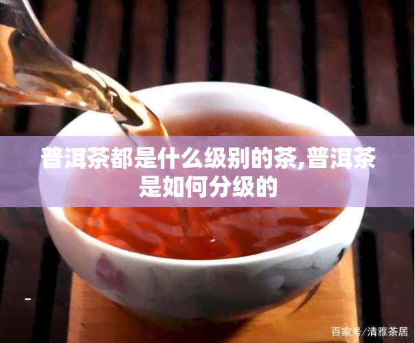 普洱茶都是什么级别的茶,普洱茶是如何分级的