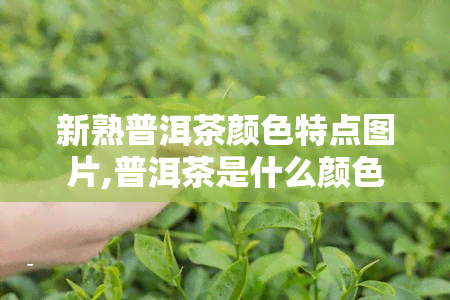 新熟普洱茶颜色特点图片,普洱茶是什么颜色