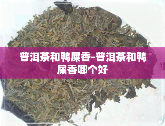 普洱茶和鸭屎香-普洱茶和鸭屎香哪个好