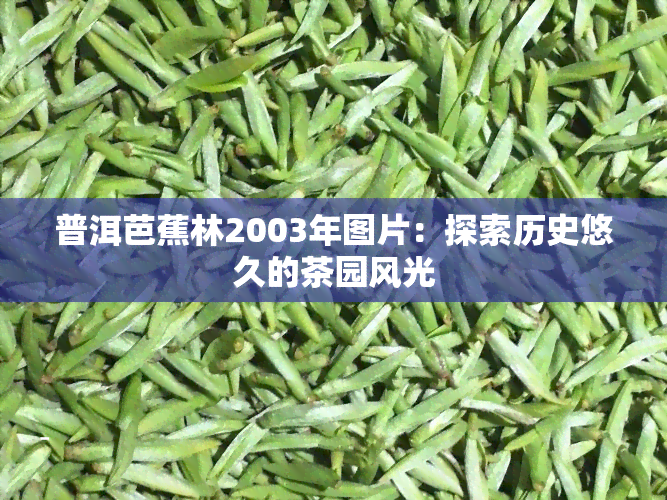 普洱芭蕉林2003年图片：探索历史悠久的茶园风光