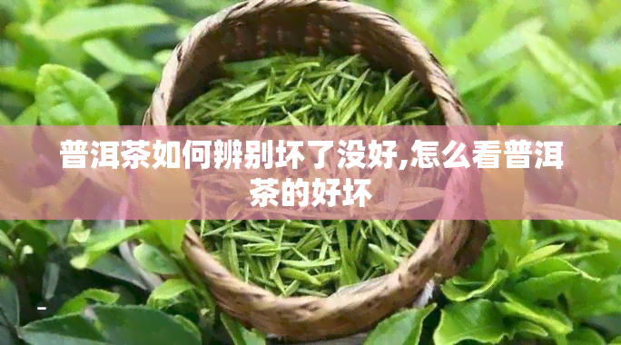 普洱茶如何辨别坏了没好,怎么看普洱茶的好坏