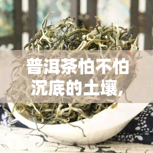 普洱茶怕不怕沉底的土壤,怎么分辨普洱茶是不是茶叶 分辨普洱茶的方法