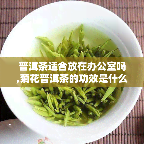 普洱茶适合放在吗,菊花普洱茶的功效是什么