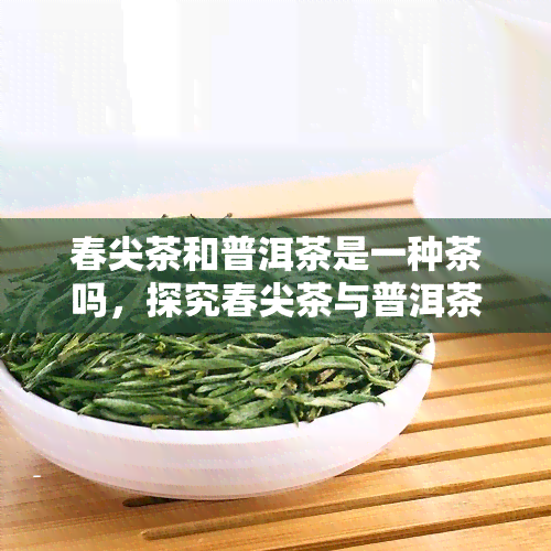 春尖茶和普洱茶是一种茶吗，探究春尖茶与普洱茶的异同：是否属于同一类茶？