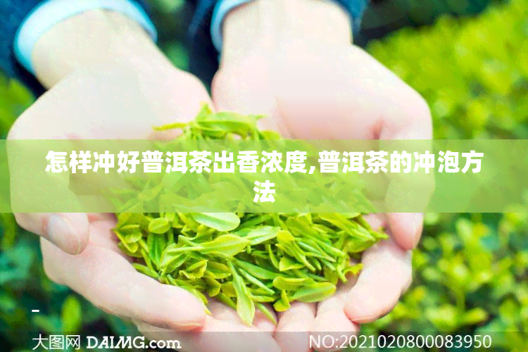 怎样冲好普洱茶出香浓度,普洱茶的冲泡方法