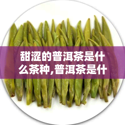 甜涩的普洱茶是什么茶种,普洱茶是什么茶