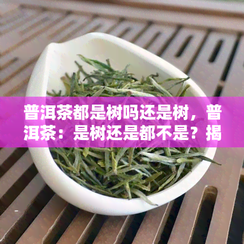 普洱茶都是树吗还是树，普洱茶：是树还是都不是？揭开其神秘面纱