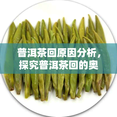 普洱茶回原因分析，探究普洱茶回的奥秘：原因解析