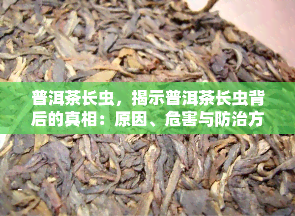 普洱茶长虫，揭示普洱茶长虫背后的真相：原因、危害与防治方法