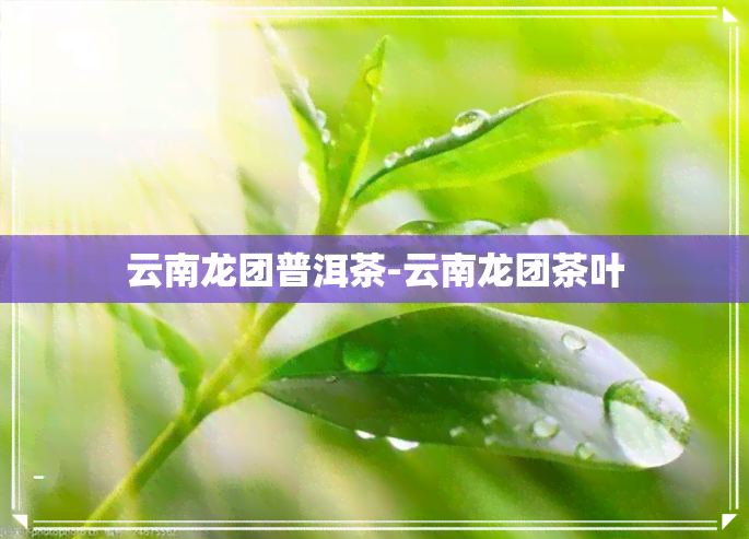 云南龙团普洱茶-云南龙团茶叶