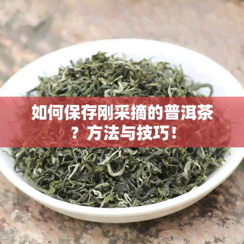 如何保存刚采摘的普洱茶？方法与技巧！