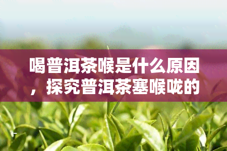 喝普洱茶喉是什么原因，探究普洱茶塞喉咙的原因