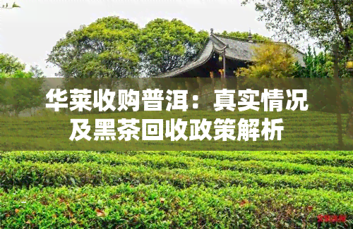 华莱收购普洱：真实情况及黑茶回收政策解析