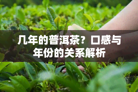 几年的普洱茶？口感与年份的关系解析