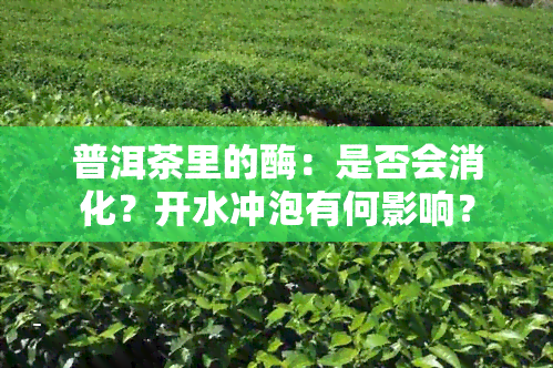 普洱茶里的酶：是否会消化？开水冲泡有何影响？