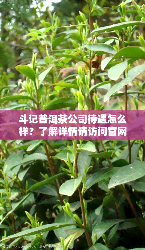 斗记普洱茶公司待遇怎么样？了解详情请访问官网或拨打加盟电话