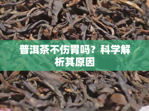 普洱茶不伤胃吗？科学解析其原因