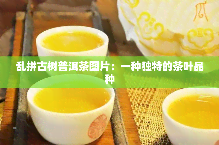 乱拼古树普洱茶图片：一种独特的茶叶品种