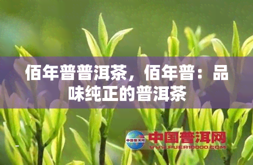 佰年普普洱茶，佰年普：品味纯正的普洱茶