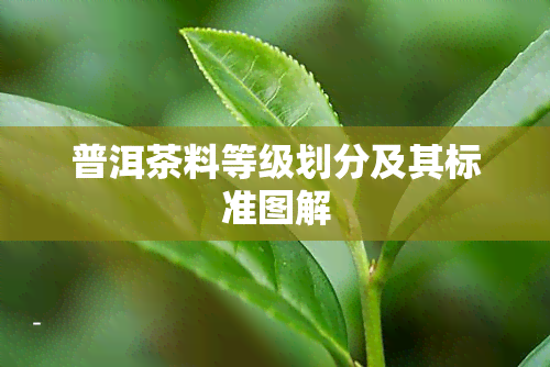 普洱茶料等级划分及其标准图解