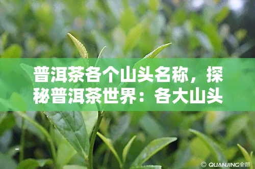 普洱茶各个山头名称，探秘普洱茶世界：各大山头的茶叶特色与口感解析