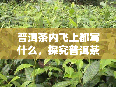 普洱茶内飞上都写什么，探究普洱茶内飞上的神秘号：它们都代表了什么？