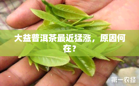 大益普洱茶最近猛涨，原因何在？