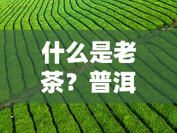 什么是老茶？普洱茶中，哪些被称为老茶？