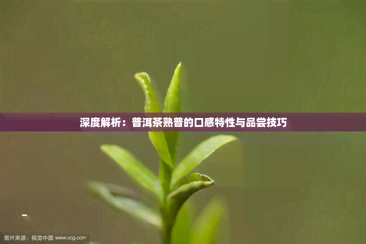 深度解析：普洱茶熟普的口感特性与品尝技巧