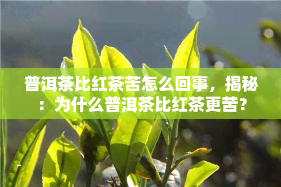 普洱茶比红茶苦怎么回事，揭秘：为什么普洱茶比红茶更苦？