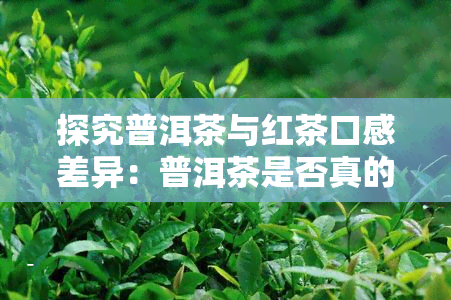 探究普洱茶与红茶口感差异：普洱茶是否真的比红茶更苦？