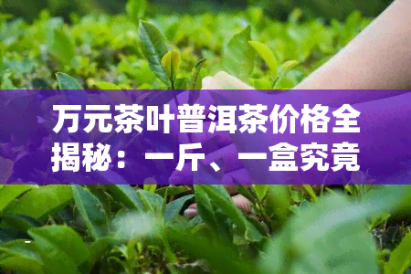 万元茶叶普洱茶价格全揭秘：一斤、一盒究竟多少？