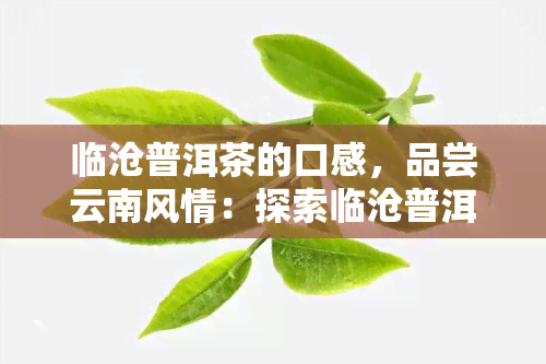 临沧普洱茶的口感，品尝云南风情：探索临沧普洱茶的独特口感