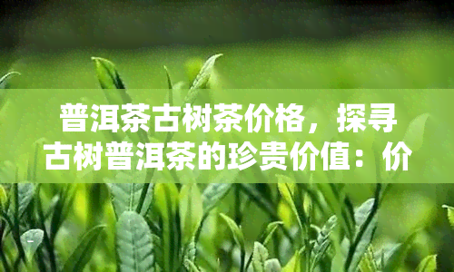 普洱茶古树茶价格，探寻古树普洱茶的珍贵价值：价格解析与选购指南