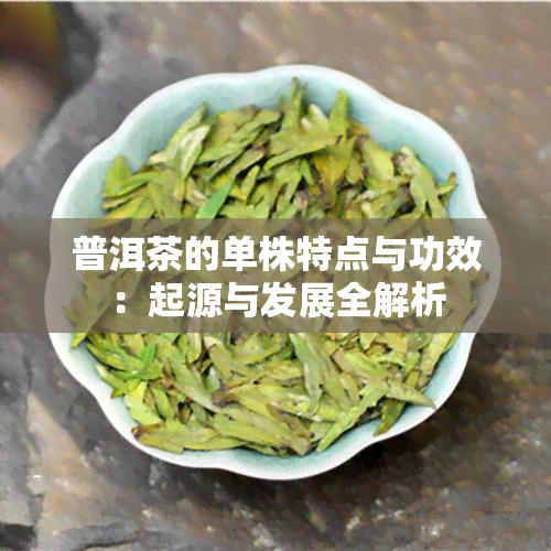 普洱茶的单株特点与功效：起源与发展全解析