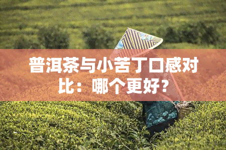 普洱茶与小苦丁口感对比：哪个更好？